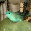 Barred Parakeet